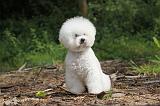 BICHON FRISE 178